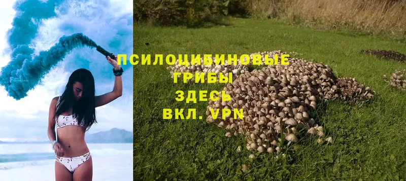 Псилоцибиновые грибы Magic Shrooms  Уржум 